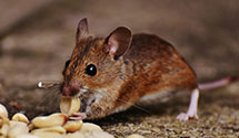 24 Hour & Emergency Exterminators in Decatur Is, WA